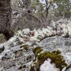 Dockrillia linguiformis at Hyams Beach, NSW - 4 Oct 2023