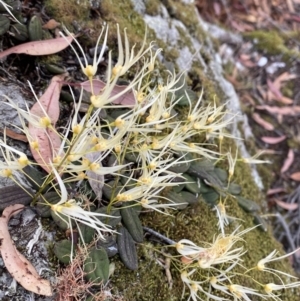 Dockrillia linguiformis at Hyams Beach, NSW - 4 Oct 2023