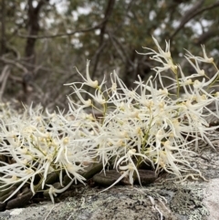 Dockrillia linguiformis at Hyams Beach, NSW - suppressed