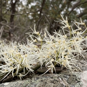 Dockrillia linguiformis at Hyams Beach, NSW - 4 Oct 2023