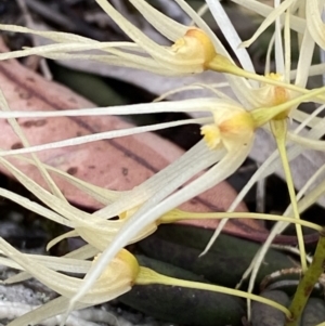 Dockrillia linguiformis at Hyams Beach, NSW - 4 Oct 2023