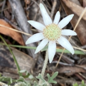 Actinotus helianthi at Hyams Beach, NSW - 4 Oct 2023