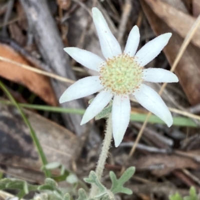 Actinotus helianthi (Flannel Flower) at Hyams Beach, NSW - 4 Oct 2023 by Tapirlord