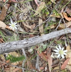 Actinotus helianthi at Hyams Beach, NSW - 4 Oct 2023