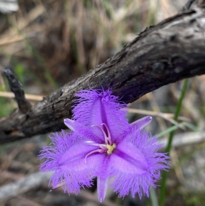 Thysanotus juncifolius (Branching Fringe Lily) at Hyams Beach, NSW - 4 Oct 2023 by Tapirlord