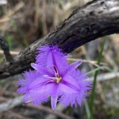 Thysanotus juncifolius at Hyams Beach, NSW - 4 Oct 2023 12:03 PM
