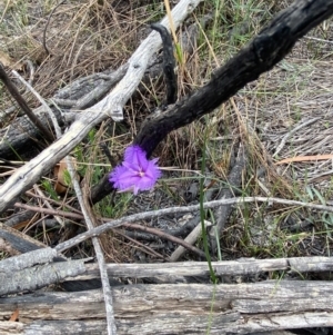 Thysanotus juncifolius at Hyams Beach, NSW - 4 Oct 2023 12:03 PM