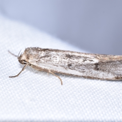 Unidentified Concealer moth (Oecophoridae) at Jerrabomberra, NSW - 20 Oct 2023 by DianneClarke