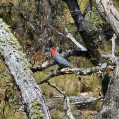 Callocephalon fimbriatum (Gang-gang Cockatoo) at Captains Flat, NSW - 23 Oct 2023 by Csteele4