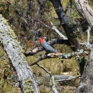 Callocephalon fimbriatum at Captains Flat, NSW - 23 Oct 2023