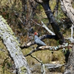 Callocephalon fimbriatum at Captains Flat, NSW - 23 Oct 2023