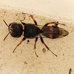 Williamsita sp. (genus) at Sullivans Creek, Lyneham South - 23 Oct 2023 by trevorpreston