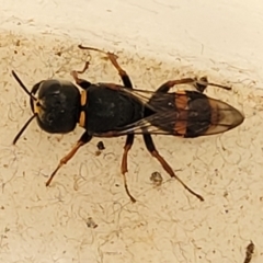 Crabroninae (subfamily) (Unidentified solitary wasp) at Lyneham, ACT - 23 Oct 2023 by trevorpreston