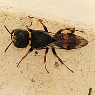 Crabroninae (subfamily) (Unidentified solitary wasp) at Sullivans Creek, Lyneham South - 23 Oct 2023 by trevorpreston