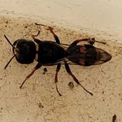 Williamsita sp. (genus) at Sullivans Creek, Lyneham South - 23 Oct 2023