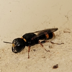 Williamsita sp. (genus) at Sullivans Creek, Lyneham South - 23 Oct 2023