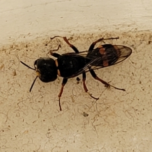 Williamsita sp. (genus) at Sullivans Creek, Lyneham South - 23 Oct 2023