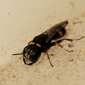 Williamsita sp. (genus) at Sullivans Creek, Lyneham South - 23 Oct 2023