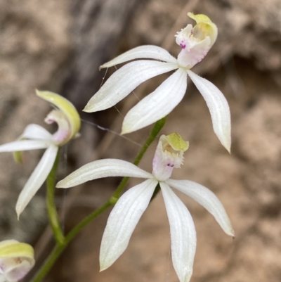 Caladenia moschata (Musky Caps) at Paddys River, ACT - 15 Oct 2023 by Ned_Johnston