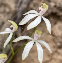 Caladenia moschata (Musky Caps) at Paddys River, ACT - 15 Oct 2023 by Ned_Johnston