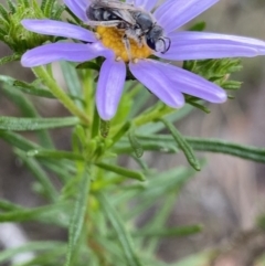 Lasioglossum (Chilalictus) lanarium (Halictid bee) at Namadgi National Park - 15 Oct 2023 by Ned_Johnston