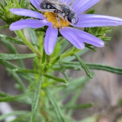 Lasioglossum (Chilalictus) lanarium (Halictid bee) at Paddys River, ACT - 15 Oct 2023 by NedJohnston