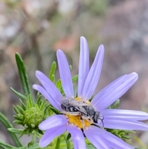 Lasioglossum (Chilalictus) lanarium at Paddys River, ACT - 15 Oct 2023