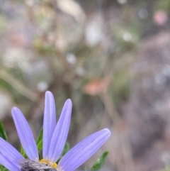 Lasioglossum (Chilalictus) lanarium at Paddys River, ACT - 15 Oct 2023 02:11 PM