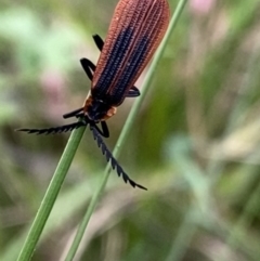 Porrostoma rhipidium (Long-nosed Lycid (Net-winged) beetle) at Tidbinbilla Nature Reserve - 15 Oct 2023 by Ned_Johnston