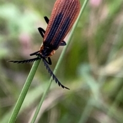 Porrostoma rhipidium (Long-nosed Lycid (Net-winged) beetle) at Paddys River, ACT - 15 Oct 2023 by NedJohnston