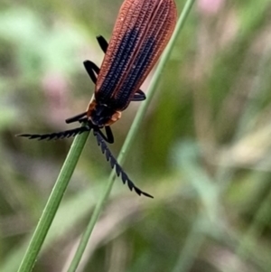 Porrostoma rhipidium at Paddys River, ACT - 15 Oct 2023