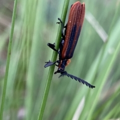 Porrostoma rhipidium at Paddys River, ACT - 15 Oct 2023