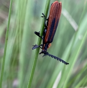 Porrostoma rhipidium at Paddys River, ACT - 15 Oct 2023