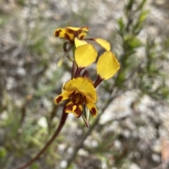 Diuris semilunulata (Late Leopard Orchid) at Paddys River, ACT - 15 Oct 2023 by Ned_Johnston