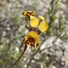 Diuris semilunulata (Late Leopard Orchid) at Paddys River, ACT - 15 Oct 2023 by NedJohnston