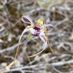 Caladenia parva (Brown-clubbed Spider Orchid) at Paddys River, ACT - 15 Oct 2023 by Ned_Johnston