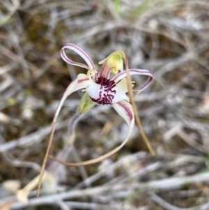 Caladenia parva at Paddys River, ACT - suppressed