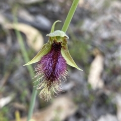 Calochilus platychilus (Purple Beard Orchid) at Namadgi National Park - 15 Oct 2023 by Ned_Johnston