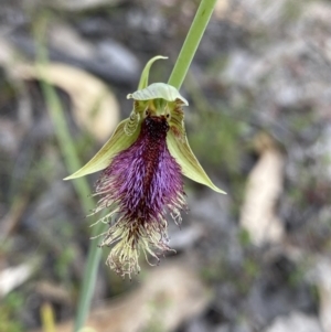 Calochilus platychilus at Paddys River, ACT - 15 Oct 2023