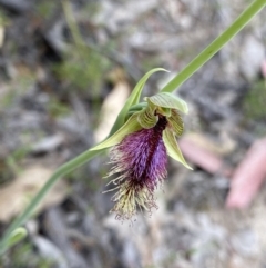 Calochilus platychilus at Paddys River, ACT - 15 Oct 2023
