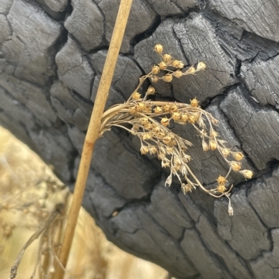 Juncus sarophorus (Broom Rush) at Namadgi National Park - 21 Oct 2023 by JaneR