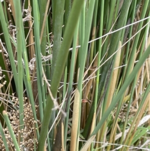 Juncus sarophorus at Rendezvous Creek, ACT - 21 Oct 2023 02:11 PM