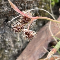 Luzula novae-cambriae (Rock Woodrush) at Rendezvous Creek, ACT - 21 Oct 2023 by JaneR