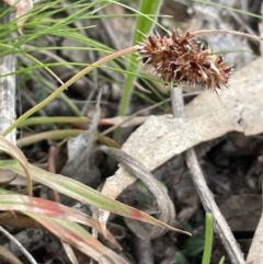 Luzula novae-cambriae at Rendezvous Creek, ACT - 21 Oct 2023 01:33 PM