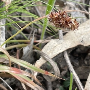 Luzula novae-cambriae at Rendezvous Creek, ACT - 21 Oct 2023