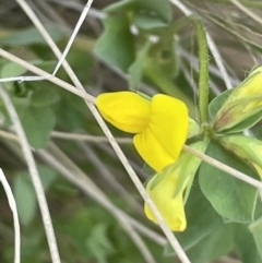 Lotus corniculatus (Birds-Foot Trefoil) at Namadgi National Park - 21 Oct 2023 by JaneR