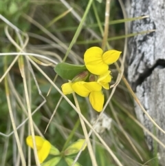 Lotus corniculatus at Rendezvous Creek, ACT - 21 Oct 2023 02:57 PM