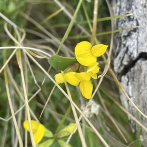 Lotus corniculatus at Rendezvous Creek, ACT - 21 Oct 2023 02:57 PM