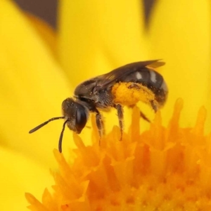 Lasioglossum (Chilalictus) sp. (genus & subgenus) at O'Connor, ACT - 21 Oct 2023 11:31 AM