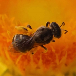 Lasioglossum (Chilalictus) sp. (genus & subgenus) at O'Connor, ACT - 21 Oct 2023 11:31 AM